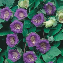 kobea-pnaca-fioletowa-cobaea-scandens-6-nasion