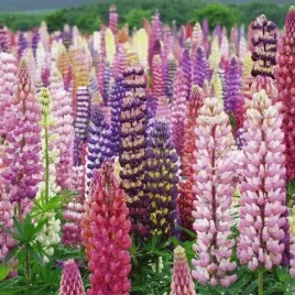 lubin-letni-mix-kolorow-lupinus-mutabilis-do-ogrodu-30-nasion