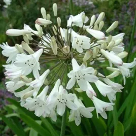 lilia-afrykanska-biala-agapanthus-praecox-alba-do-ogrodu-5-nasion