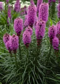 liatra-klosowa-fioletowa-liatris-spicata-50-nasion