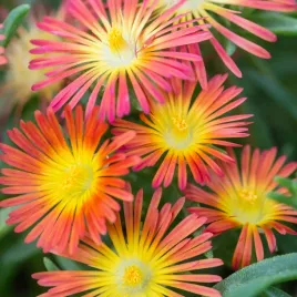 slonecznica-pomaranczowy-delosperma-cooperi-orange-5-nasion