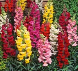 lwia-paszcza-karlowa-antirrhinum-majus-nanum-mix-kolorow-500-nasion