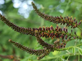 miododajna-amorfa-zwyczajna-krzewiasta-100-nas