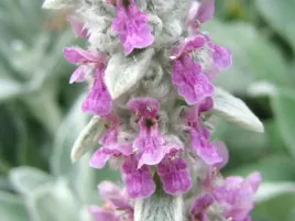 czysciec-welniasty-stachys-byzantina-05-gr-nasion