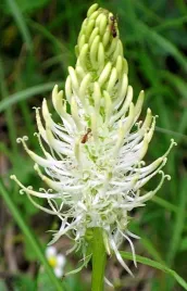 zerwa-klosowa-rzadki-rarytas-100-nasion