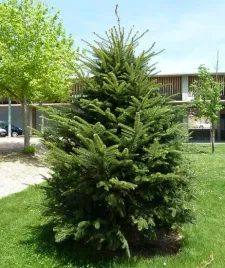 jodla-pospolita-abies-alba-20-nasion