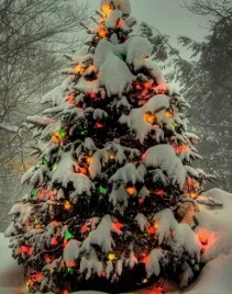 jodla-kaukaska-idealna-na-choinke-abies-nordmaniana-20-nasion