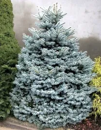 swierk-kujacy-srebrny-a-mrozoodporny-20-nasion