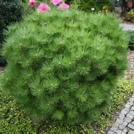 mrozoodporna-sosna-czarna-20-nasion-do-ogrodu-i-na-taras-pinus-nigra-s