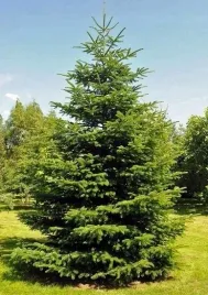 jodla-kaukaska-do-ogrodu-na-taras-na-swieta-abies-nordmaniana-20-nasion