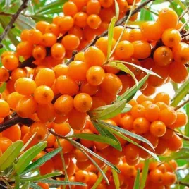 rokitnik-pospolity-bogaty-w-witamine-c-hippophae-hamnoides-50-nasion