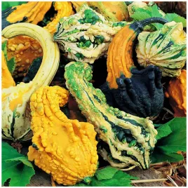 dynia-ozdobna-little-indian-mix-cucurbita-pepo-nasiona-2-g