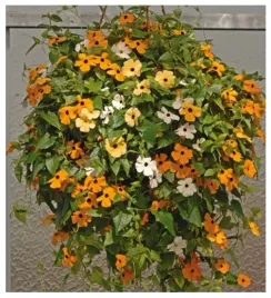 tunbergia-alata-pomaranczowe-piekne-pnacze-na-taras-balkon-nasiona-15-sztuk