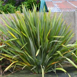 mrozoodporny-len-nowozelandzki-tegosz-mocny-phormium-tenax-5-nasion