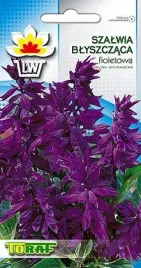 szalwia-blyszczaca-fioletowa-10-nasion