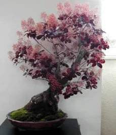 na-bonsai-perukowiec-podolski-cotinus-coggygria-40-nasion