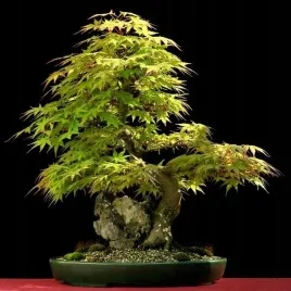 na-bonsai-klon-palmowy-odm-zielonolistna-acer-palmatum-10-nasion