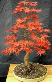 na-bonsai-klon-palmowy-odm-czerwonolistna-10-nasion-acer-palmatum