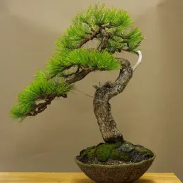 na-bonsai-sosna-czarna-pinus-nigra-s-20-nasion-do-domu-do-ogrodu