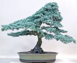 swierk-kujacy-srebrny-a-na-bonsai-20-nasion