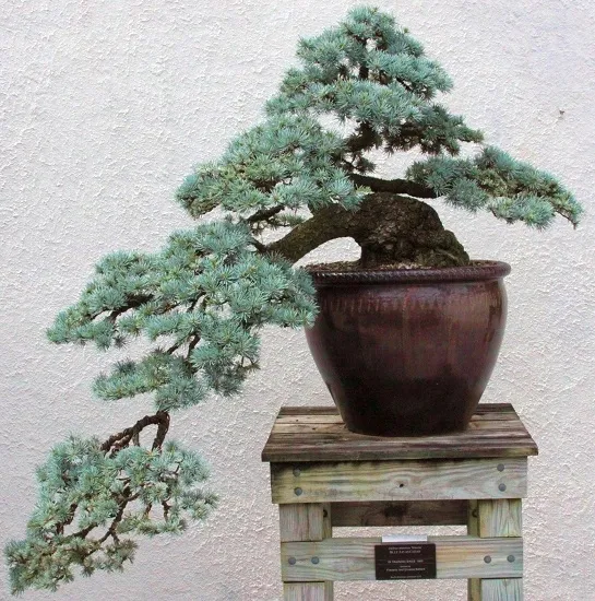 WIERK KUJCY SREBRNY A - NA BONSAI - 20 NASION  310503723 - ERLI.pl