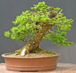 jodla-pospolita-abies-alba-na-bonsai-20-nasion