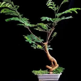 brezylka-nadobna-caesalpinia-pulcherrima-na-bonsai-1-nasiono