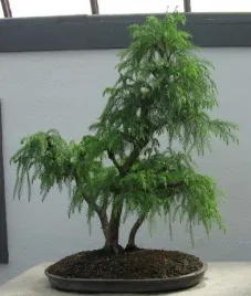 szydlica-japonska-cryptomeria-japonica-50-nasion