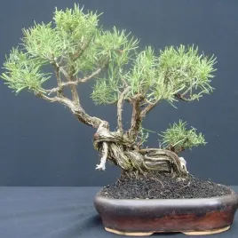 rokitnik-pospolity-hippophae-rhamnoides-na-bonsai-do-domu-i-ogrodu-nasiona