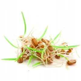 nasiona-na-kielki-owies-30-gram-okolo-720-nasion