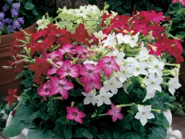 tyton-ozdobny-mix-kolorow-05-grama-nasion