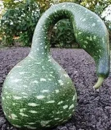 tykwa-pospolita-kobra-5-nasion