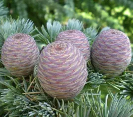 mrozoodporny-cedr-atlaski-cedrus-atlantica-3-nasiona