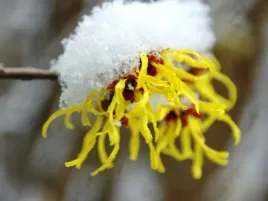 oczar-miekkowlosy-hamamelisy-mollis-10-nasion