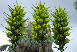 puya-zolta-puya-chilensis-5-nasion