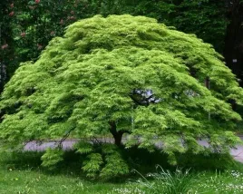 mrozoodporny-klon-palmowy-odm-zielonolistna-acer-palmatum-10-nasion