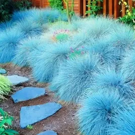 kostrzewa-sina-festuca-glauca-mrozoodporna-niebieska-trawa-nasiona