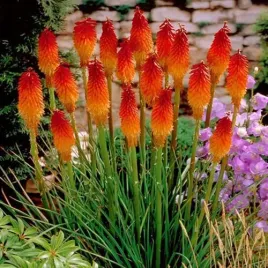 trytoma-groniasta-kniphofia-uvaria-50-nasion