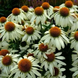 mrozoodporna-jezowka-biala-white-swan-echinacea-alba-miododajna-50-nasion