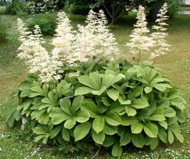 rodgersja-kasztanowcolistna-rodgersia-aesculifolia-100-nasion