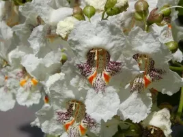 surmia-zwyczajna-odstrasza-komary-50-nasion