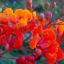 brezylka-nadobna-caesalpinia-pulcherrima-do-domu-i-na-taras-1-nasiono