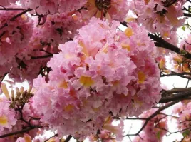 tabebuia-rosea-pink-rozowa-3-nasiona