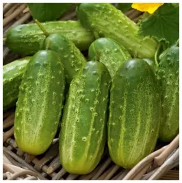 ogorek-polan-f1-gruntowy-srednio-wczesny-nasiona-doze-opakowanie-5-g