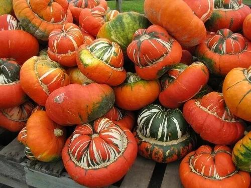dynia-ozdobna-turecki-turban-cucurbita-pepo-6-nasi-rodzaj-rosliny-inny