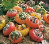 dynia-ozdobna-turecki-turban-cucurbita-pepo-6-nasi-rodzaj-rosliny-inny