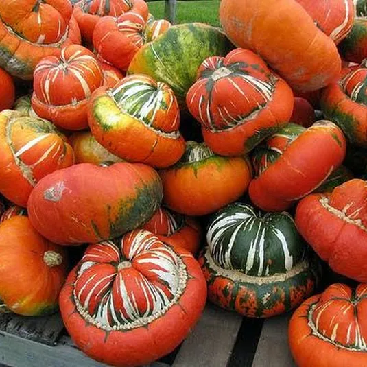 dynia-ozdobna-turecki-turban-cucurbita-pepo-6-nasi-cykl-rozwojowy-rosliny-jednoroczna