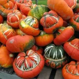 dynia-ozdobna-turecki-turban-cucurbita-pepo-6-nasi-cykl-rozwojowy-rosliny-jednoroczna
