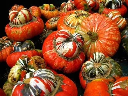 dynia-ozdobna-turecki-turban-cucurbita-pepo-6-nasi-odmiana-turecki-turban