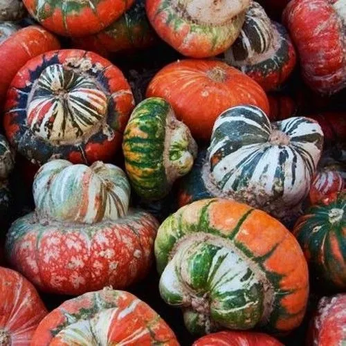 dynia-ozdobna-turecki-turban-cucurbita-pepo-6-nasi-marka-toraf